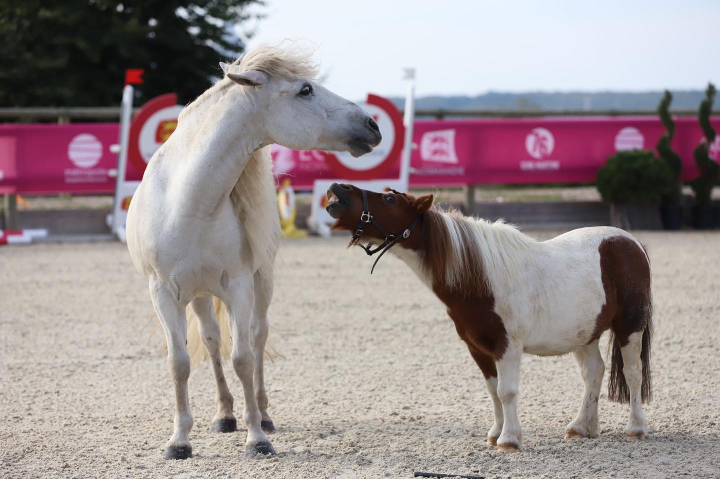 Equi-Normandie - Paarden op de piste