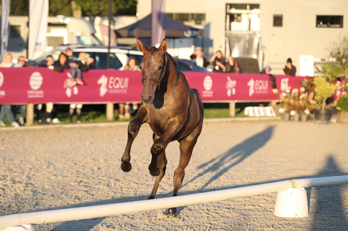 Equi-Normandie - Bruin paard in actie